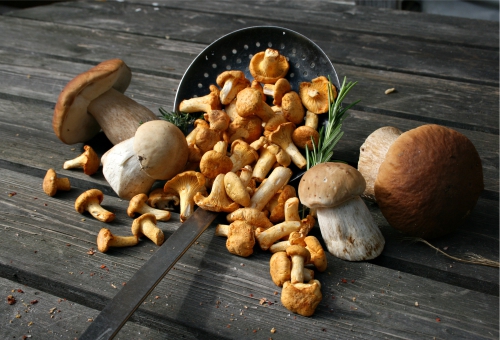 Pilze auf Tisch