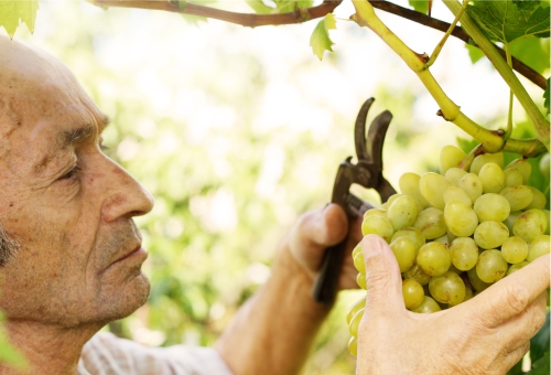 Winzer schneidet Trauben von einer Weinrebe mit einer Gartenschere ab