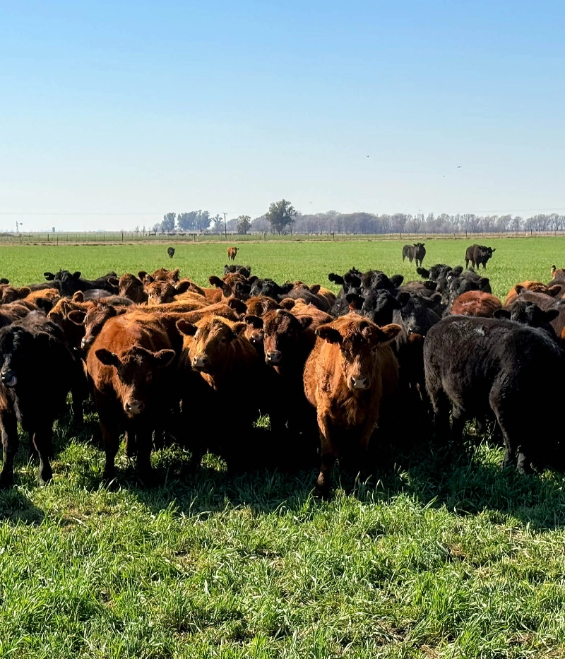 Corona del Sur  Hochwertiges Rindfleisch aus Argentinien