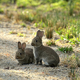 Kaninchen | Handelshof