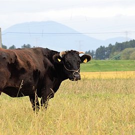 Wagyu | Handelshof