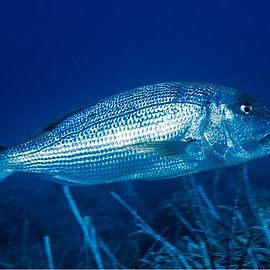Dorade | Handelshof