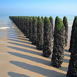 Miesmuscheln | Handelshof