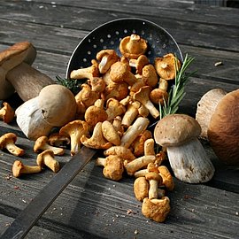 Pilze | Handelshof