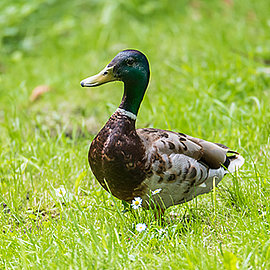 Ente | Handelshof