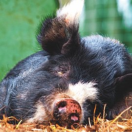 Glossar - Schweinelachs | Handelshof