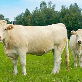 Charolais | Handelshof