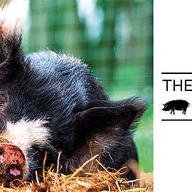 Duke of Berkshire | Schweinefleisch mit Genuss | Handelshof