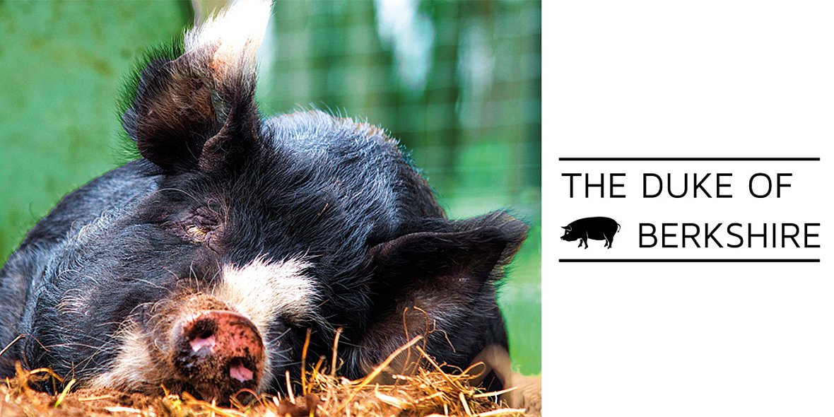 Duke of Berkshire Schwein liegt im Stroh