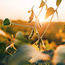 Soja | Handelshof