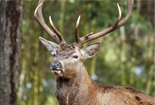 Hirsch in freier Natur