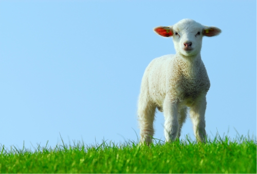 Lamm Ein kleines Lamm auf der Wiese