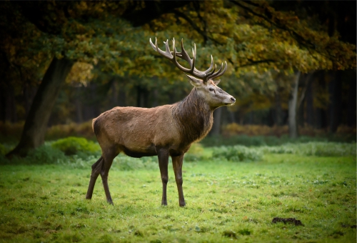 Rothirsch in freier Natur