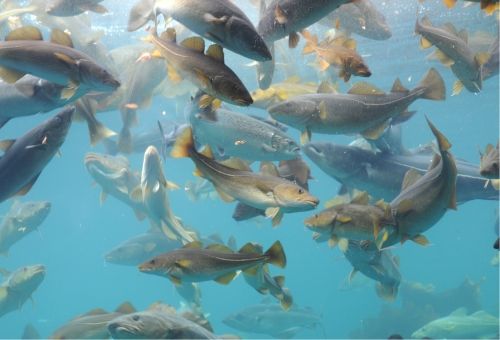 Kabeljau Fischschwarm Kabeljau