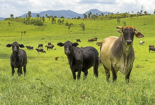 True Aussie Beef Rinder auf einer Weide True Aussie Beef Rinder auf einer Weide