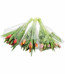 Tulpen