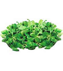 Feldsalat
