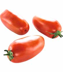 San Marzano Tomaten