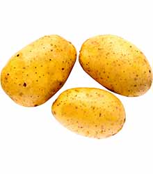 Speisekartoffeln