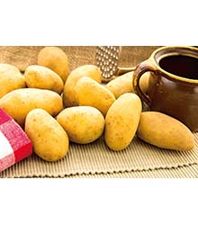 Speisekartoffeln Allians