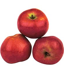 Äpfel Neue Ernte