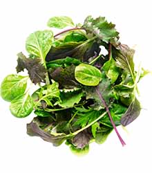 Wildkräutersalat