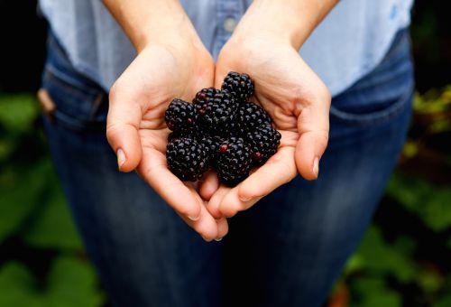 frisch gepflückte Brombeeren frisch gepflückte Brombeeren gehalten in zwei Händen.