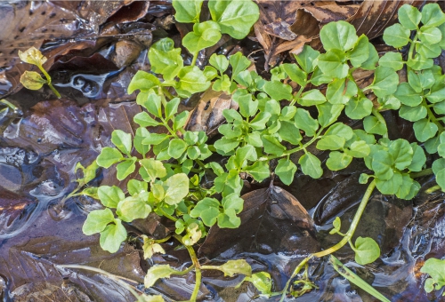 Brunnenkresse, Nasturtium officinale Brunnenkresse, Nasturtium officinale