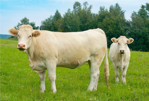 Charolais Rind