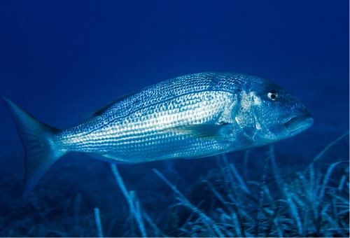 Dorade im Meer