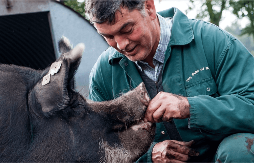 Dr.Kees Scheepens füttert ein Schwein