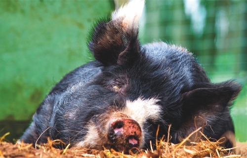 Duke of Berkshire Schwein liegend Duke of Berkshire Schwein liegend