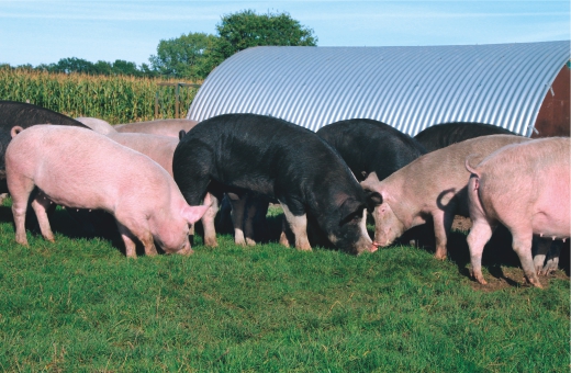 Duke of Berkshire Schweine im Freien Duke of Berkshire Schweine im Freien