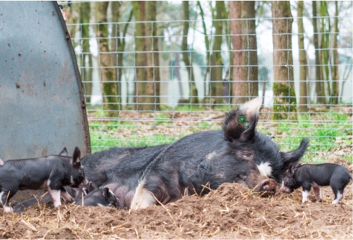 Schwein mit jungen Ferkeln Schwein mit jungen Ferkeln