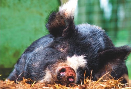 Duke of Berkshire Schwein beim Schlafen Duke of Berkshire Schwein beim Schlafen