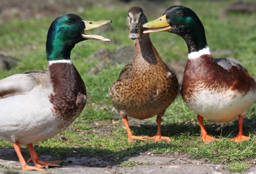 Enten draußen im Freien auf einer Wiese