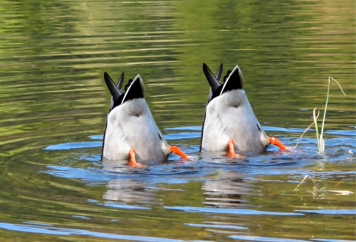 Enten beim tauchen