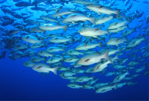 Großer Fischschwarm in freier Natur