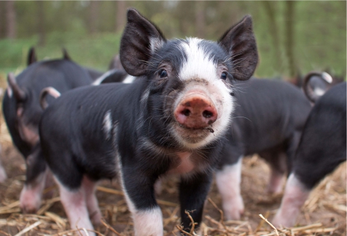 Glückliche Schweine in einer tiergerechten Umgebung