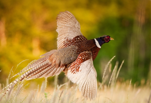Fliegender Fasan in freier Natur Fliegender Fasan in freier Natur