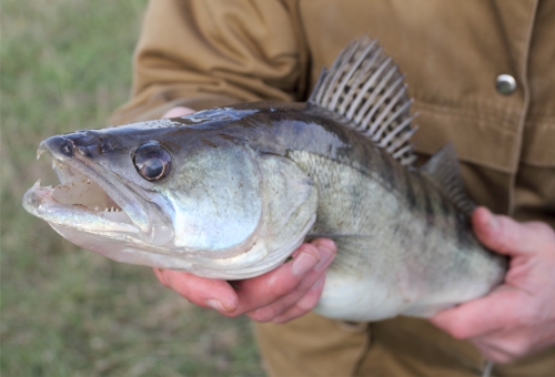 Frisch gefangener Zander