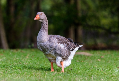 Gans in freier Natur