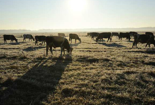 Grasende Rinder auf einer Weide