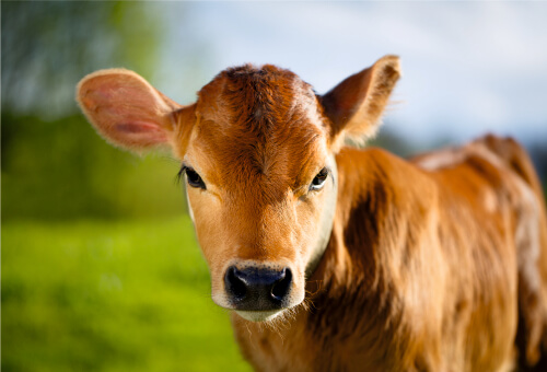 Kalb auf der Wiese - Kalbfleisch von Handelshof