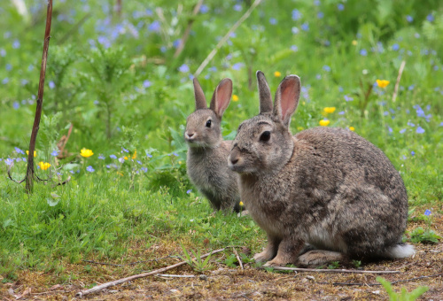 Zwei Kaninchen in freier Natur