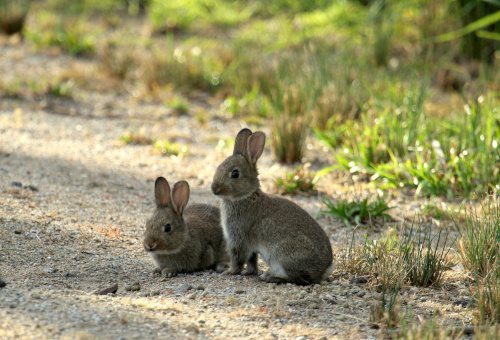 Zwei Kaninchen in freier Natur