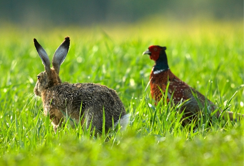 Kaninchen und Fasan gemeinsam auf einer Wiese