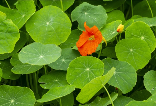 Kapuzinerkresse (Tropaeolum) Kapuzinerkresse (Tropaeolum)