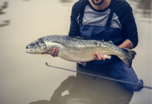 Lachs am Strand