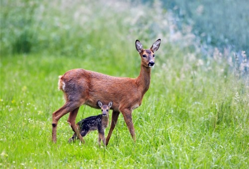 Freilaufendes Reh mit Jungtier in der Natur Freilaufendes Reh mit Jungtier in der Natur